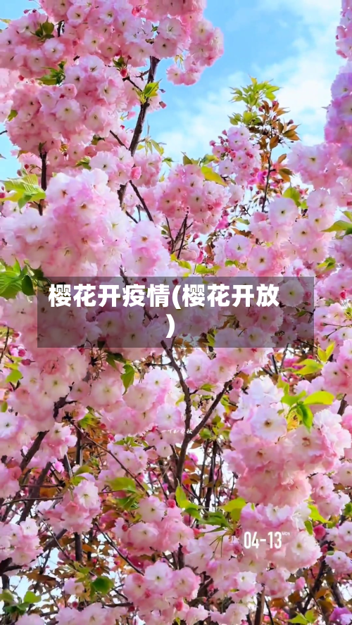 樱花开疫情(樱花开放)