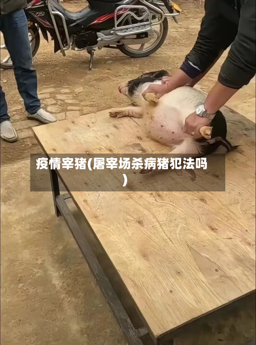 疫情宰猪(屠宰场杀病猪犯法吗)