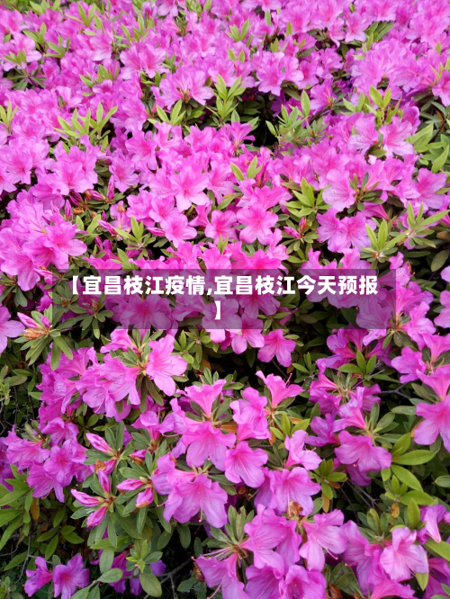 【宜昌枝江疫情,宜昌枝江今天预报】-第3张图片