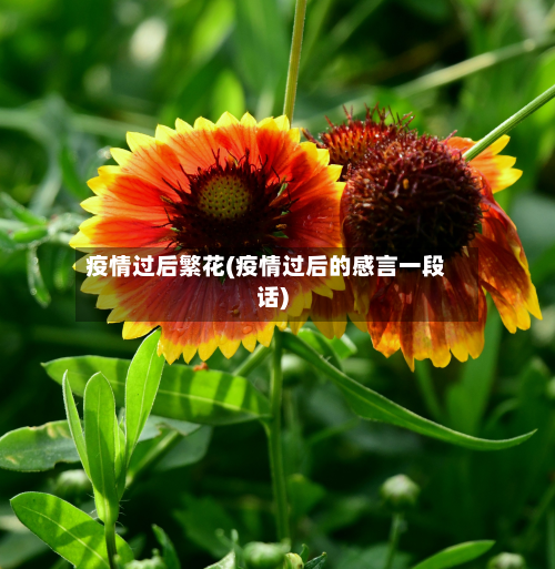 疫情过后繁花(疫情过后的感言一段话)-第2张图片
